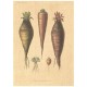 Flax Art Poster | Encyclopedia Vegetable B | FWP-AP-EN4B